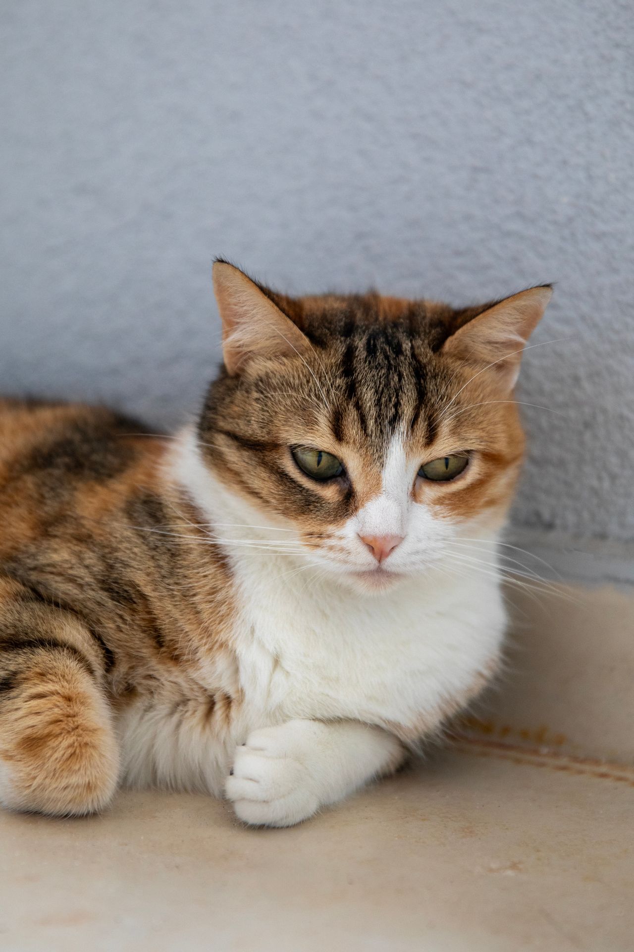 A randomly chosen adorable cat